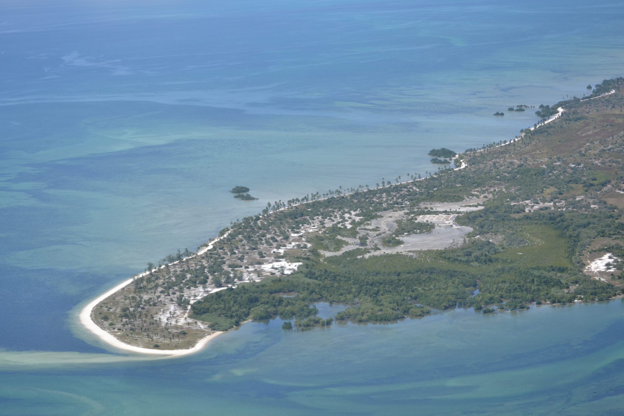 Afungi